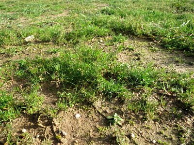 Acker-Spark (Spergula arvensis) bei Hockenheim