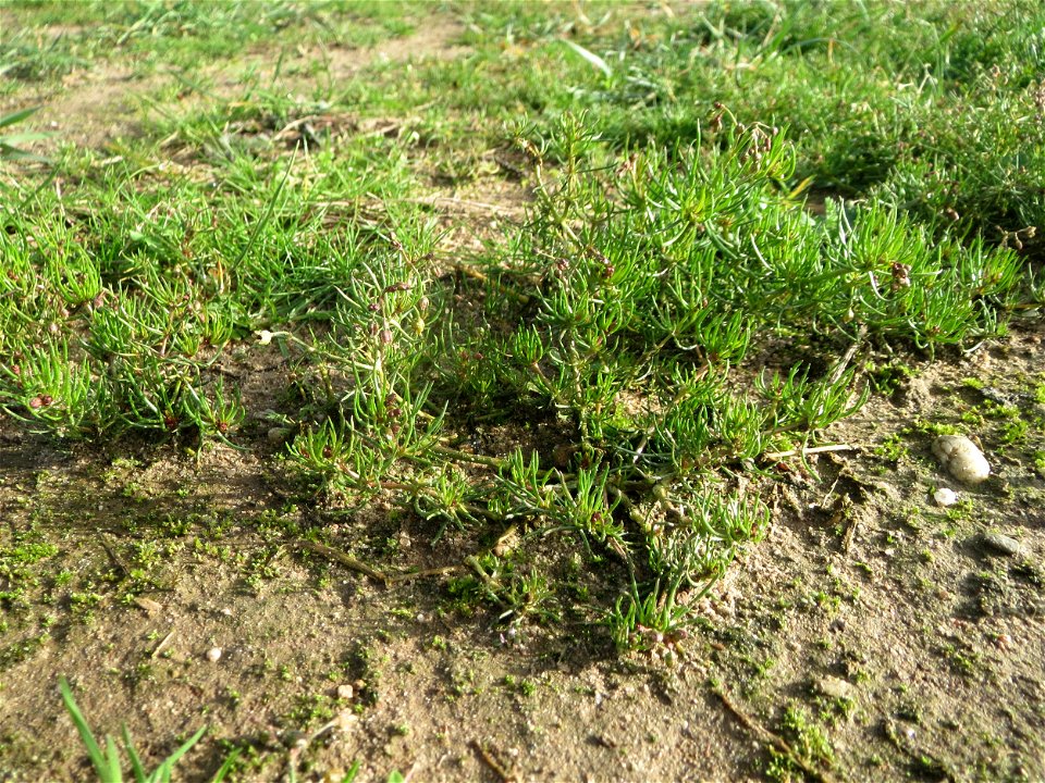 Acker-Spark (Spergula arvensis) bei Hockenheim
