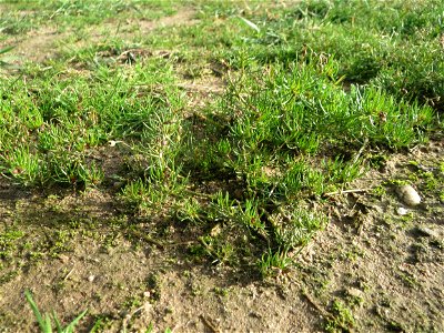 Acker-Spark (Spergula arvensis) bei Hockenheim