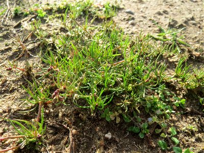 Acker-Spark (Spergula arvensis) bei Hockenheim