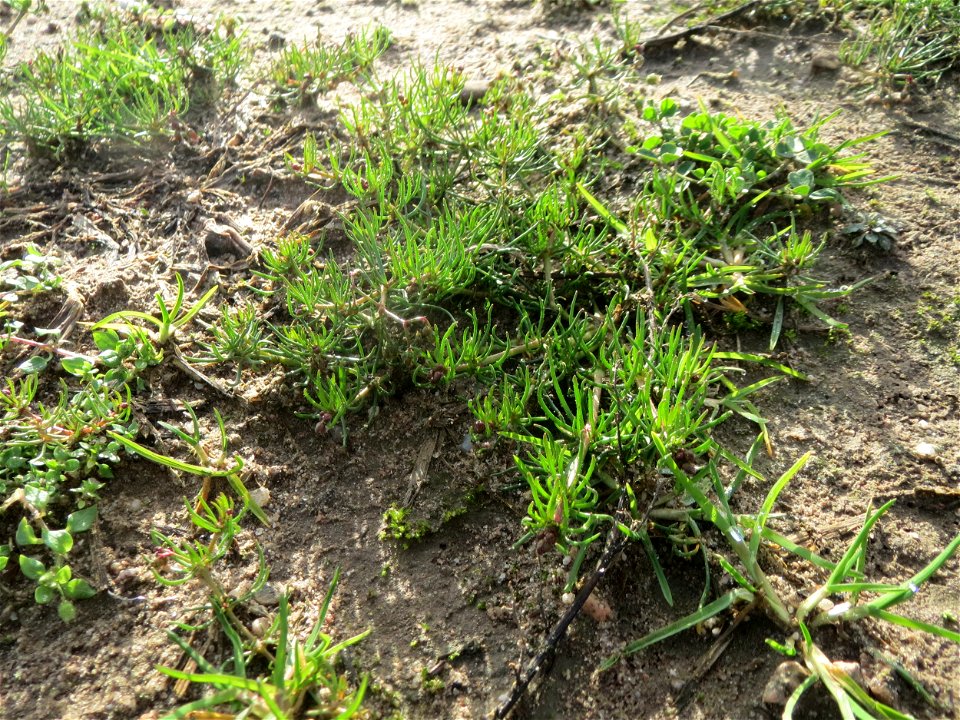 Acker-Spark (Spergula arvensis) bei Hockenheim