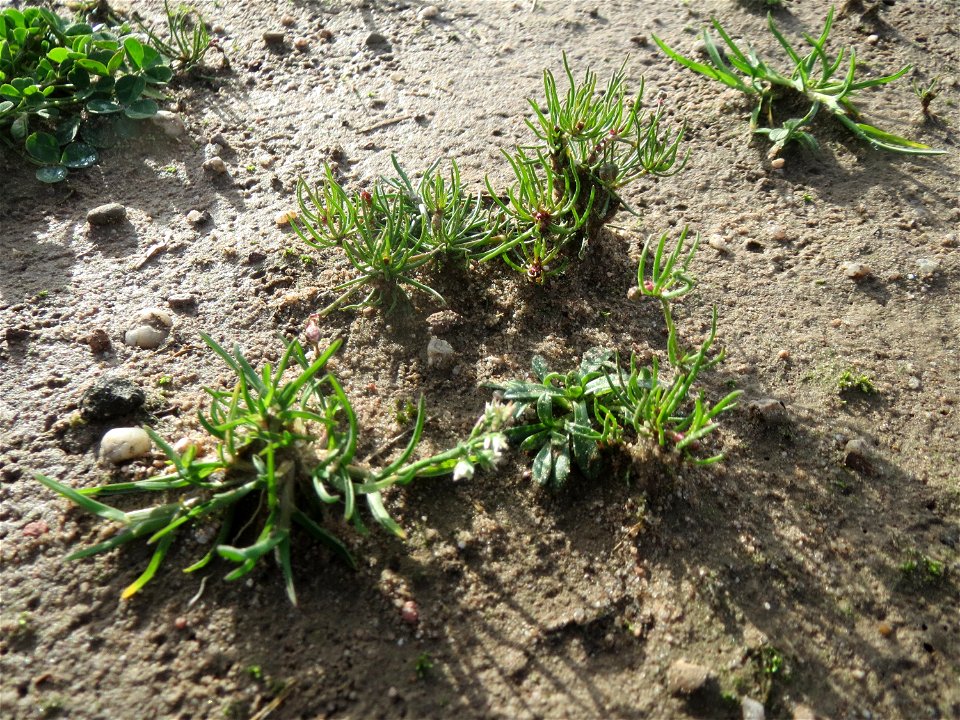 Acker-Spark (Spergula arvensis) bei Hockenheim