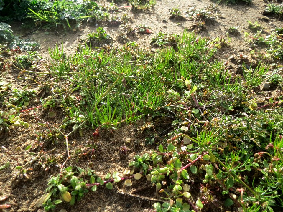 Acker-Spark (Spergula arvensis) bei Hockenheim