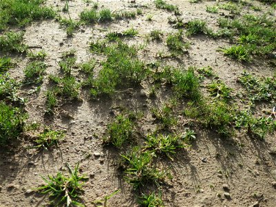 Acker-Spark (Spergula arvensis) bei Hockenheim