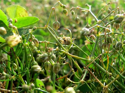 Acker-Spark (Spergula arvensis) bei Hockenheim