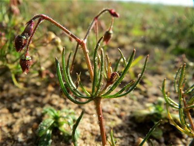 Acker-Spark (Spergula arvensis) bei Hockenheim