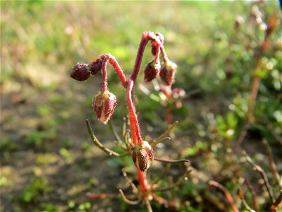 Acker-Spark (Spergula arvensis) bei Hockenheim