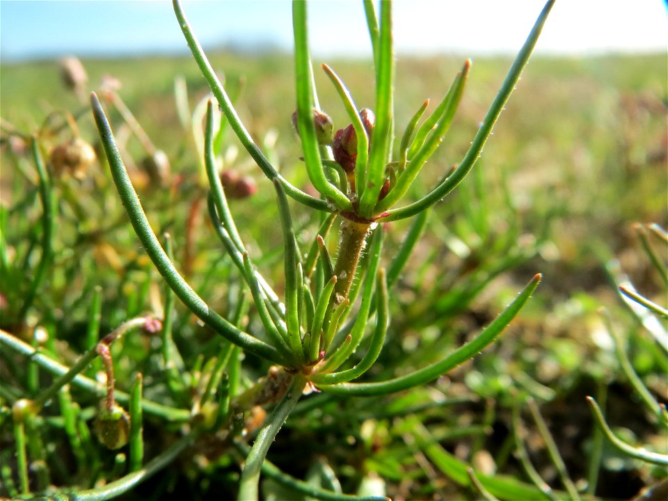 Acker-Spark (Spergula arvensis) bei Hockenheim