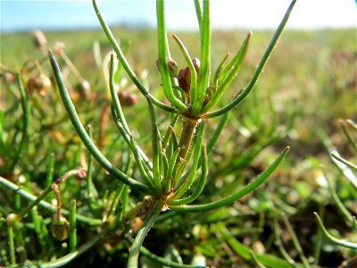 Acker-Spark (Spergula arvensis) bei Hockenheim