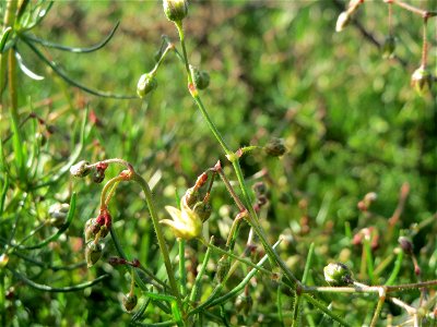 Acker-Spark (Spergula arvensis) bei Hockenheim