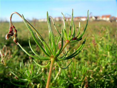 Acker-Spark (Spergula arvensis) bei Hockenheim