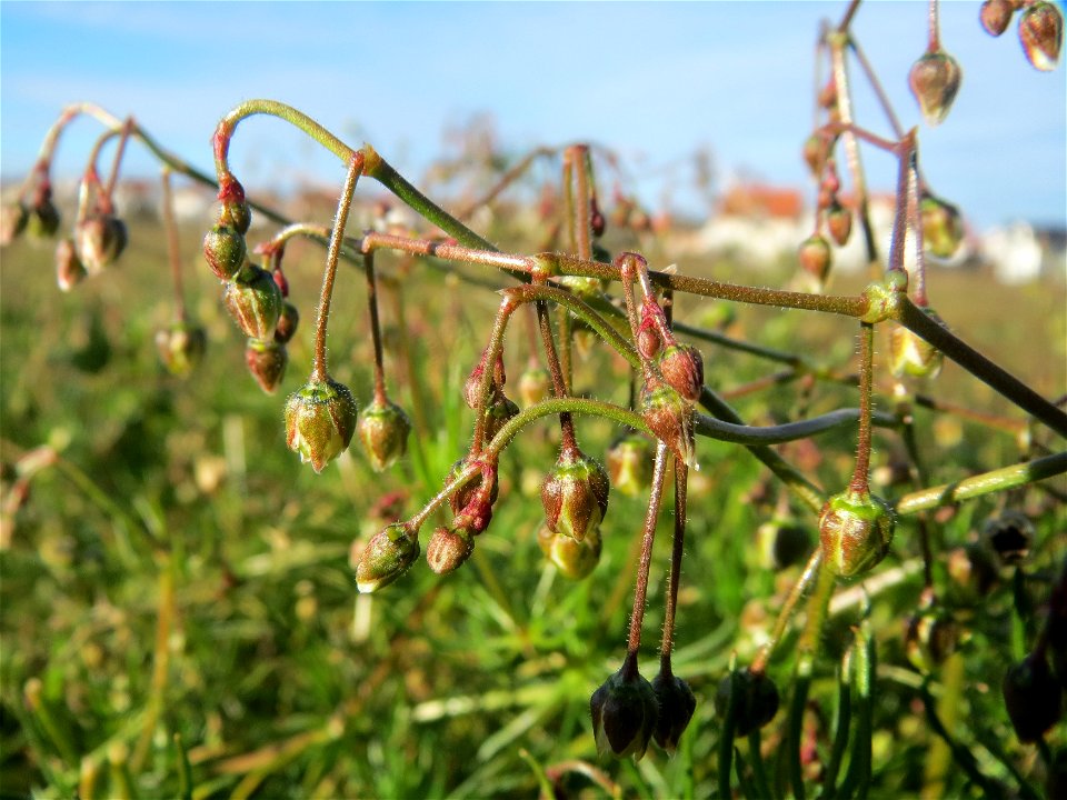 Acker-Spark (Spergula arvensis) bei Hockenheim