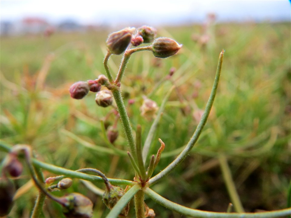 Acker-Spark (Spergula arvensis) bei Hockenheim