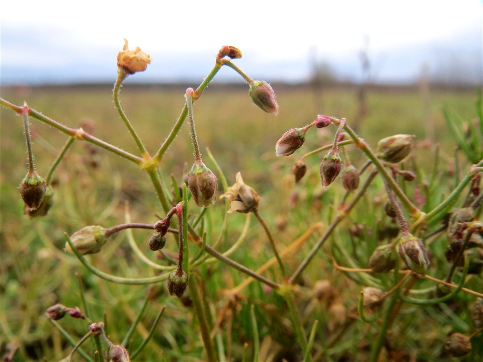 Acker-Spark (Spergula arvensis) bei Hockenheim