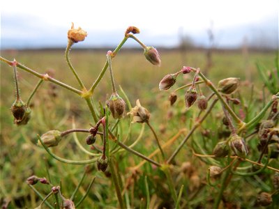 Acker-Spark (Spergula arvensis) bei Hockenheim
