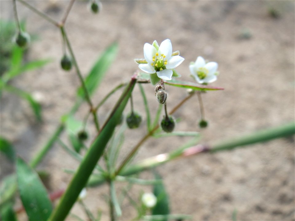 Acker-Spark (Spergula arvensis) in Hockenheim