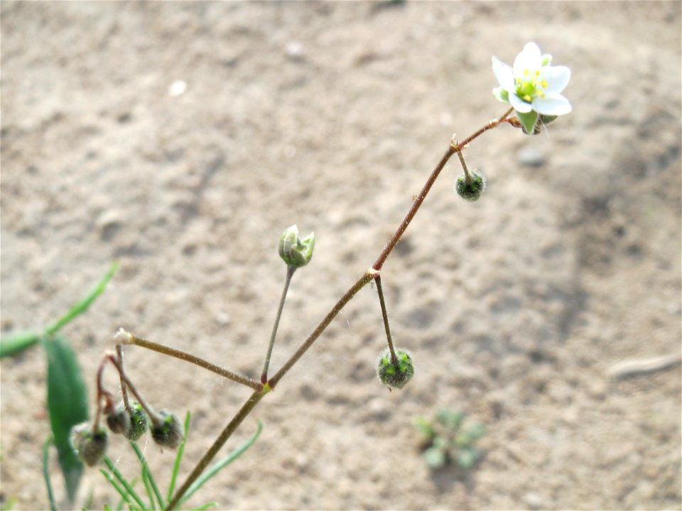 Acker-Spark (Spergula arvensis) in Hockenheim