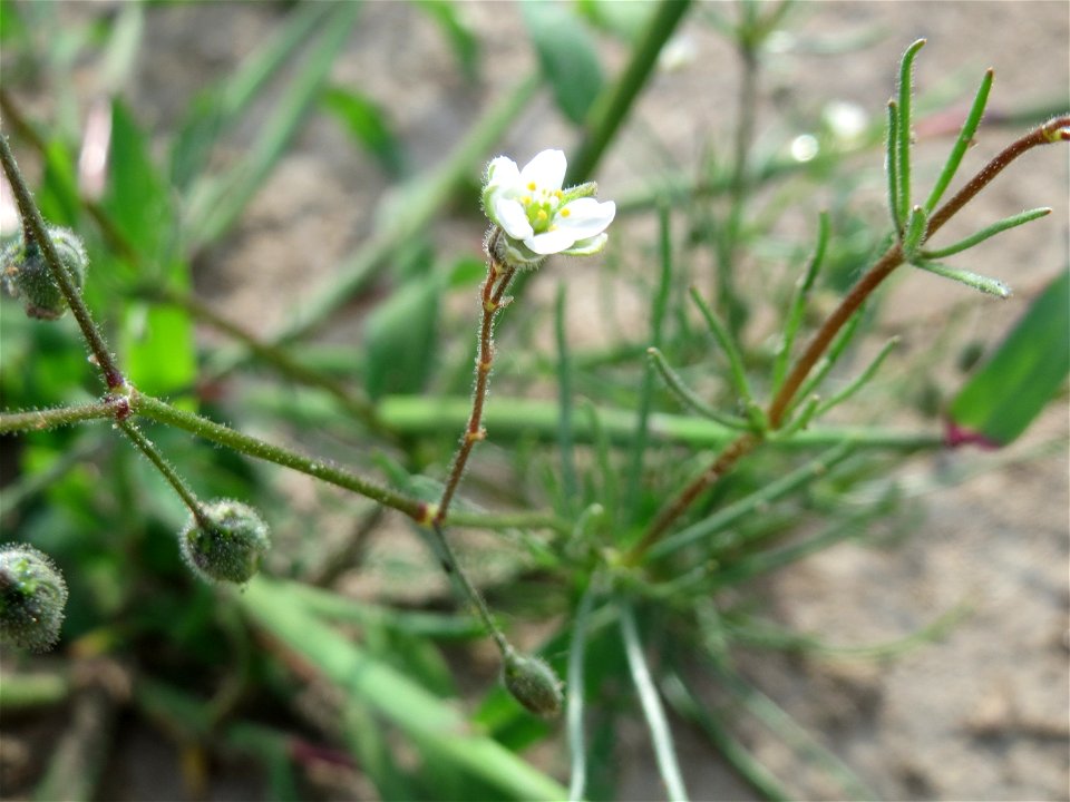 Acker-Spark (Spergula arvensis) in Hockenheim