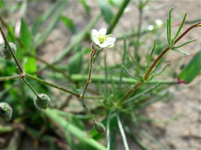 Acker-Spark (Spergula arvensis) in Hockenheim