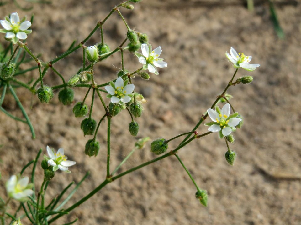 Acker-Spark (Spergula arvensis) in Hockenheim