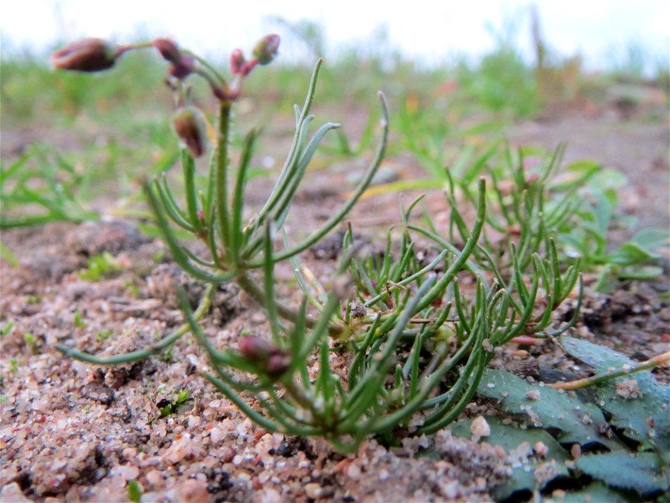 Typische Feldrandvegetation: Acker-Spark (Spergula arvensis) bei Reilingen