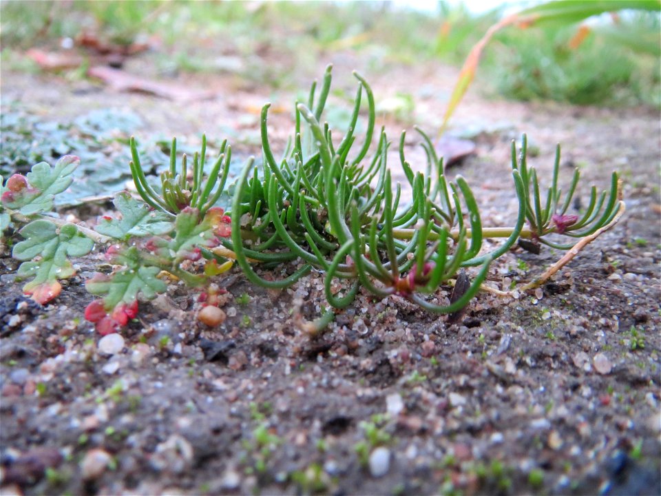 Typische Feldrandvegetation: Acker-Spark (Spergula arvensis) bei Reilingen