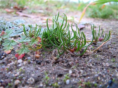 Typische Feldrandvegetation: Acker-Spark (Spergula arvensis) bei Reilingen