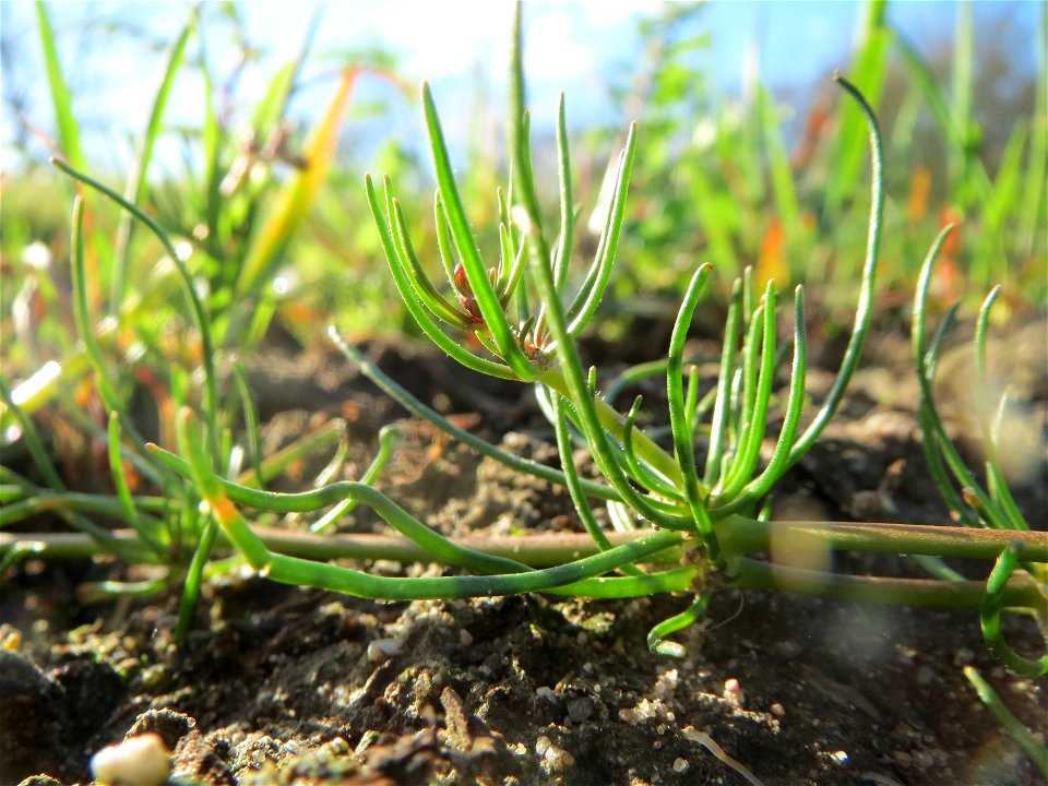 Typische Feldrandvegetation: Acker-Spark (Spergula arvensis) bei Reilingen