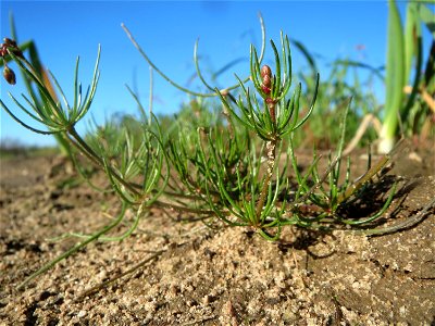 Typische Feldrandvegetation: Acker-Spark (Spergula arvensis) bei Reilingen