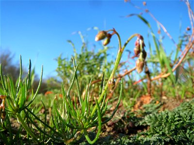 Typische Feldrandvegetation: Acker-Spark (Spergula arvensis) bei Reilingen