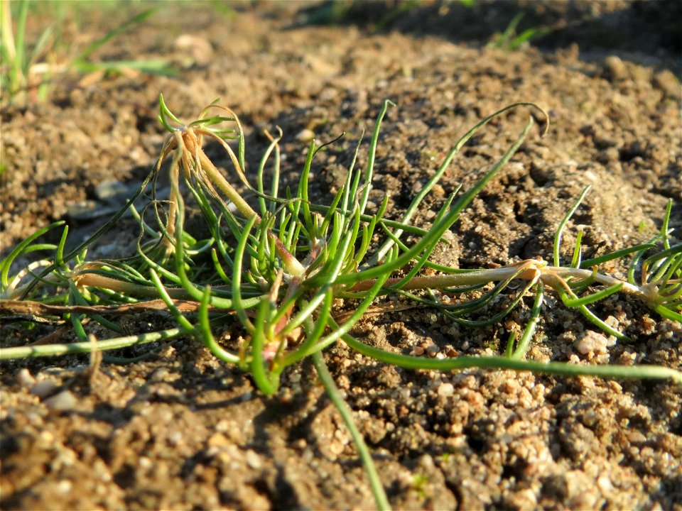 Typische Feldrandvegetation: Acker-Spark (Spergula arvensis) bei Reilingen