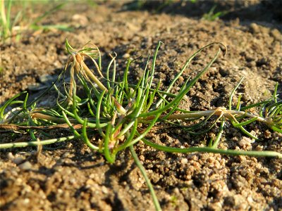 Typische Feldrandvegetation: Acker-Spark (Spergula arvensis) bei Reilingen