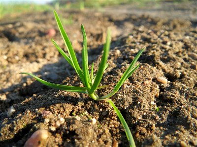 Typische Feldrandvegetation: Acker-Spark (Spergula arvensis) bei Reilingen