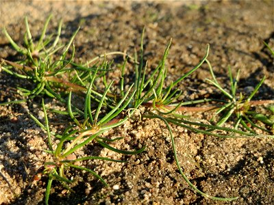 Typische Feldrandvegetation: Acker-Spark (Spergula arvensis) bei Reilingen