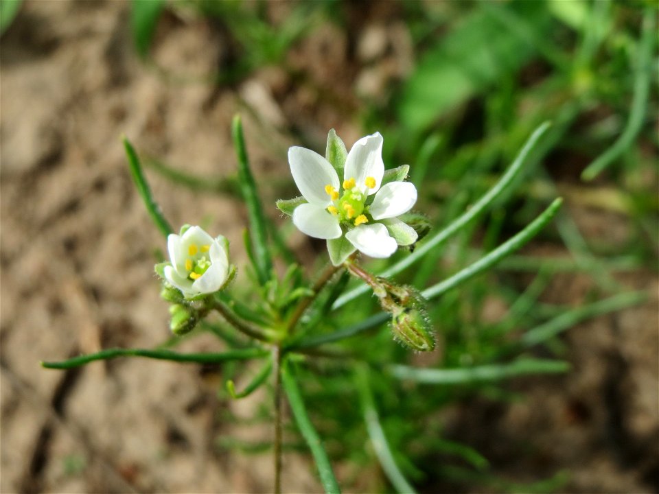 Acker-Spark (Spergula arvensis) auf einer halboffenen Sand-Brachfläche bei Hockenheim