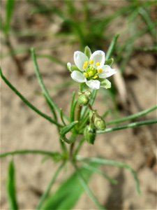 Acker-Spark (Spergula arvensis) auf einer halboffenen Sand-Brachfläche bei Hockenheim