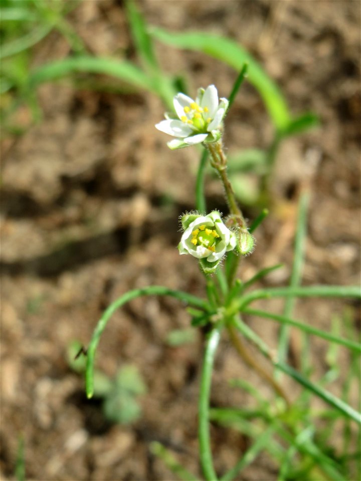Acker-Spark (Spergula arvensis) auf einer halboffenen Sand-Brachfläche bei Hockenheim