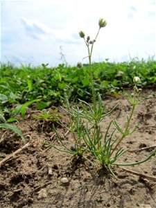 Acker-Spark (Spergula arvensis) auf einer halboffenen Sand-Brachfläche bei Hockenheim