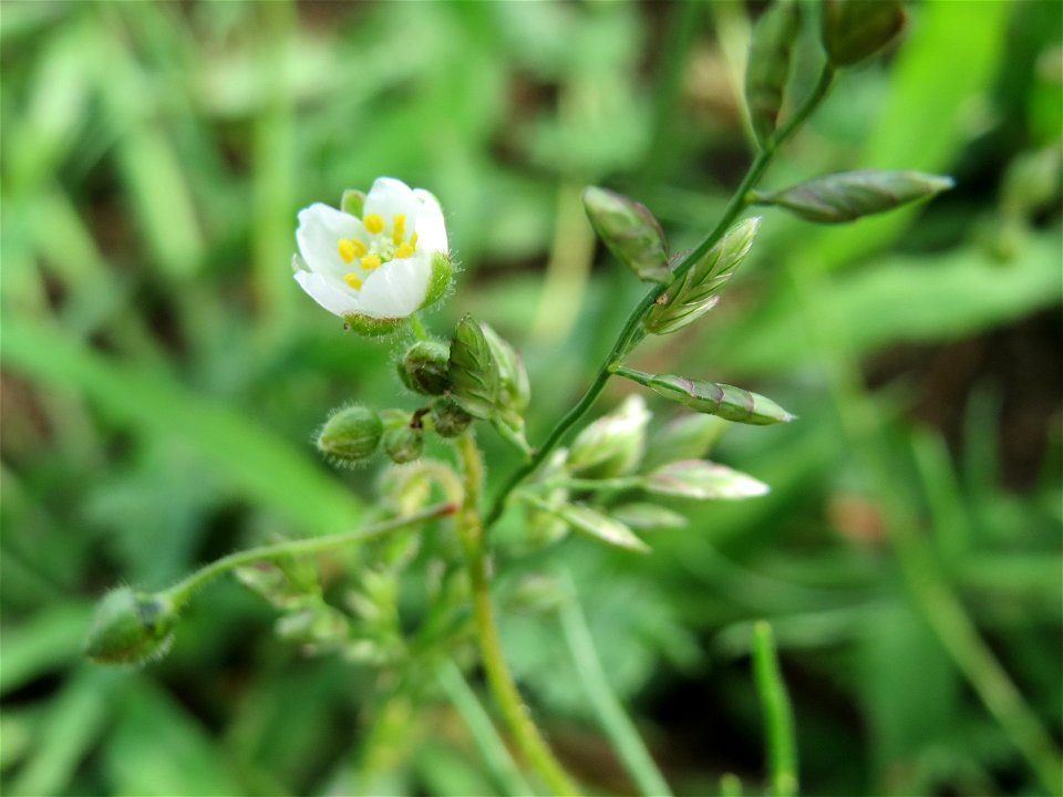 Acker-Spark (Spergula arvensis) auf einer halboffenen Sand-Brachfläche bei Hockenheim