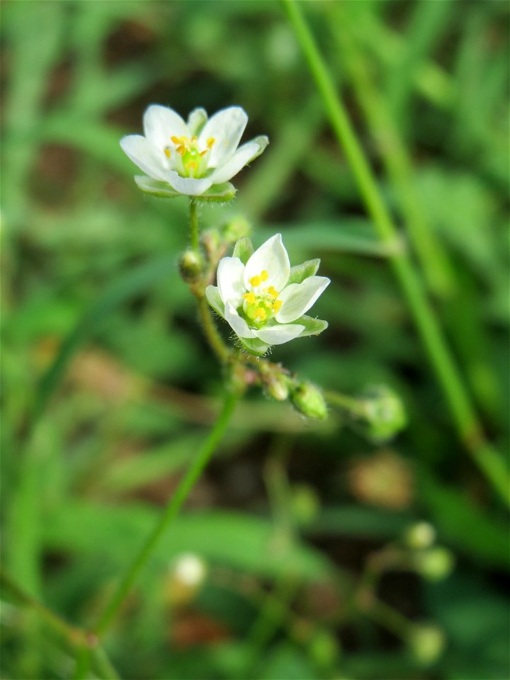 Acker-Spark (Spergula arvensis) auf einer halboffenen Sand-Brachfläche bei Hockenheim