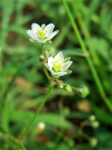 Acker-Spark (Spergula arvensis) auf einer halboffenen Sand-Brachfläche bei Hockenheim