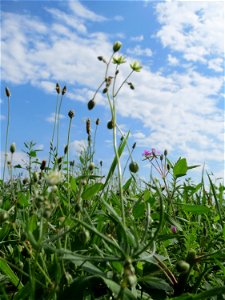 Acker-Spark (Spergula arvensis) auf einer halboffenen Sand-Brachfläche bei Hockenheim