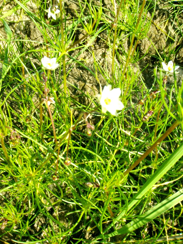 Spergula arvensis