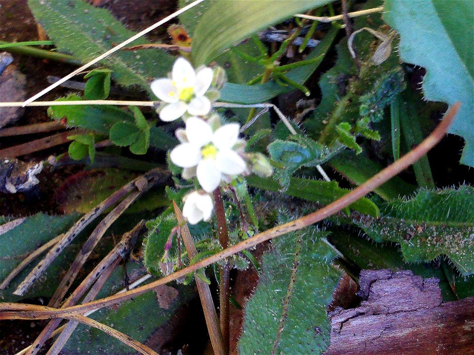 Spergula arvensis close up, Dehesa Boyal de Puertollano, Spain