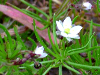 Spergula arvensis close up, Dehesa Boyal de Puertollano, Spain photo