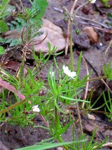 Spergula arvensis habit, Dehesa Boyal de Puertollano, Spain photo