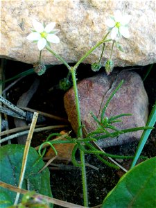 Spergula arvensis habit, Dehesa Boyal de Puertollano, Spain photo