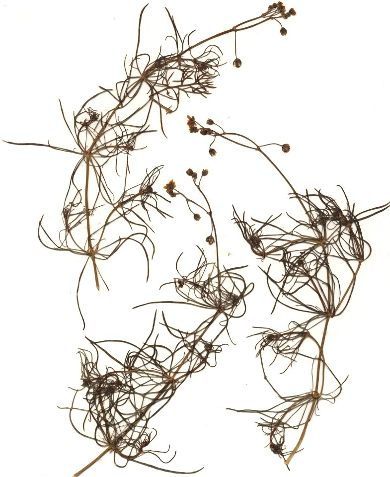 Spergula arvensis, eigener Herbarbeleg von 1987, Unterfranken