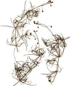 Spergula arvensis, eigener Herbarbeleg von 1987, Unterfranken
