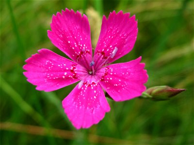 Heide-Nelke (Dianthus deltoides) in Oftersheim